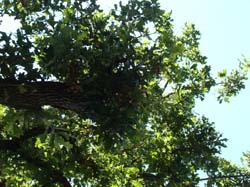 DSC09691