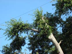 DSC09700