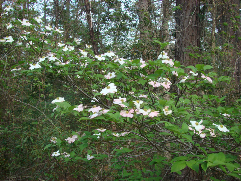 DSC08491