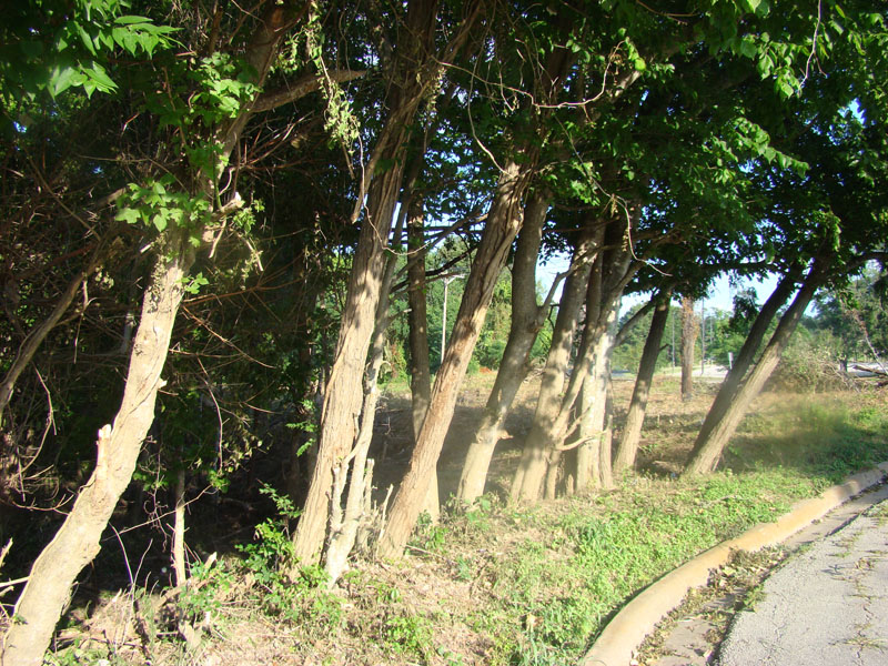 DSC08988