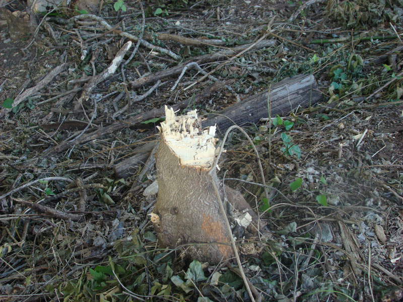 DSC08991