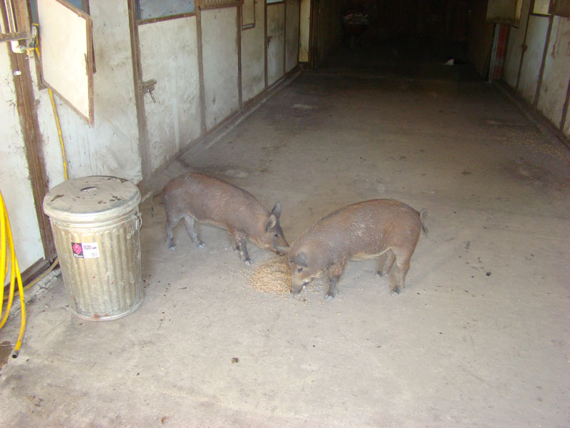 DSC09060