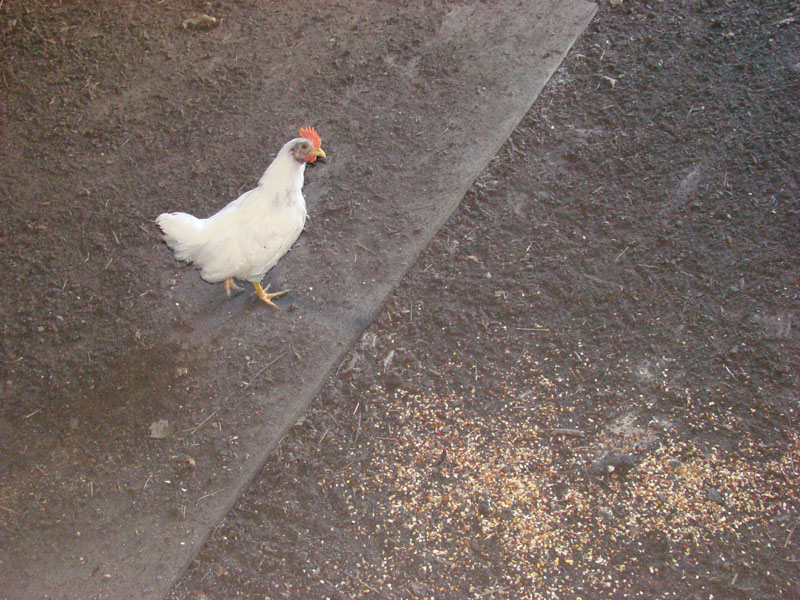 DSC09061