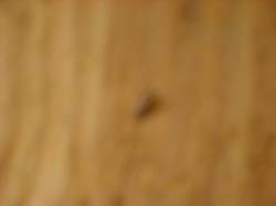 DSC02194