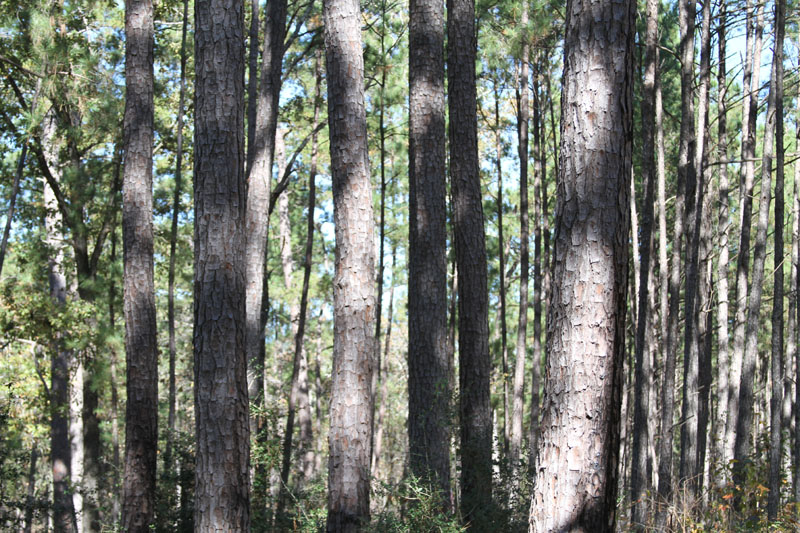 IMG_0306