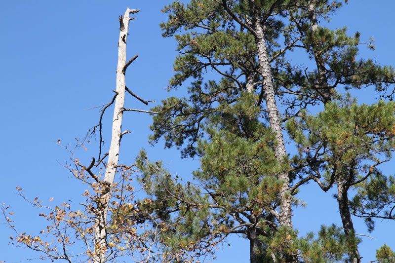 IMG_0308