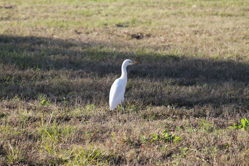 IMG_0372