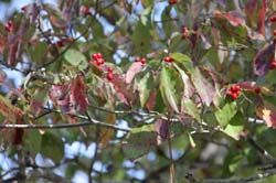 IMG_0182