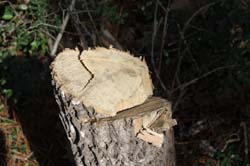 IMG_0192