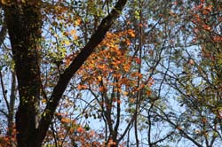 IMG_0244