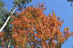 IMG_0251