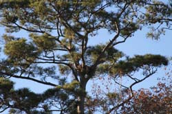 IMG_0375