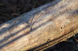 IMG_0393