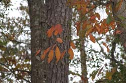 IMG_0803