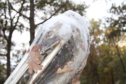 IMG_0821