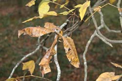 IMG_0833