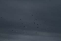 IMG_0885