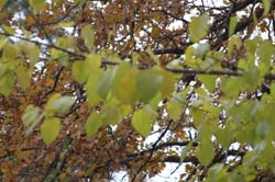 IMG_0910