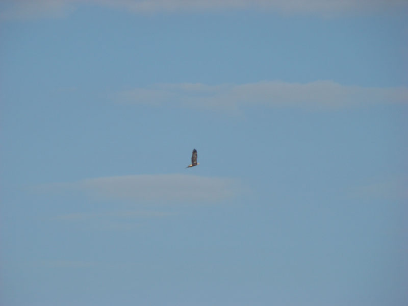 DSC00665