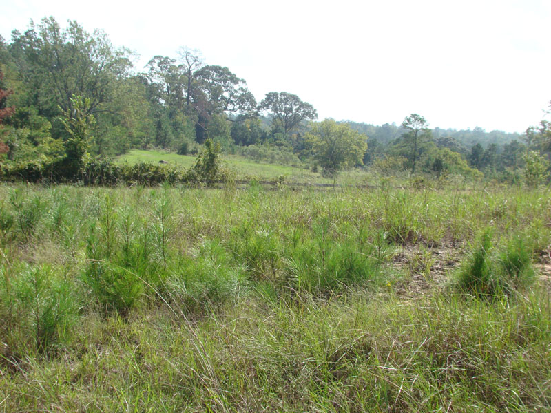 DSC00972