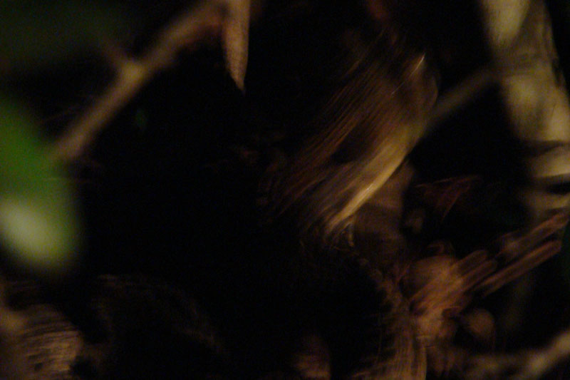 DSC01006