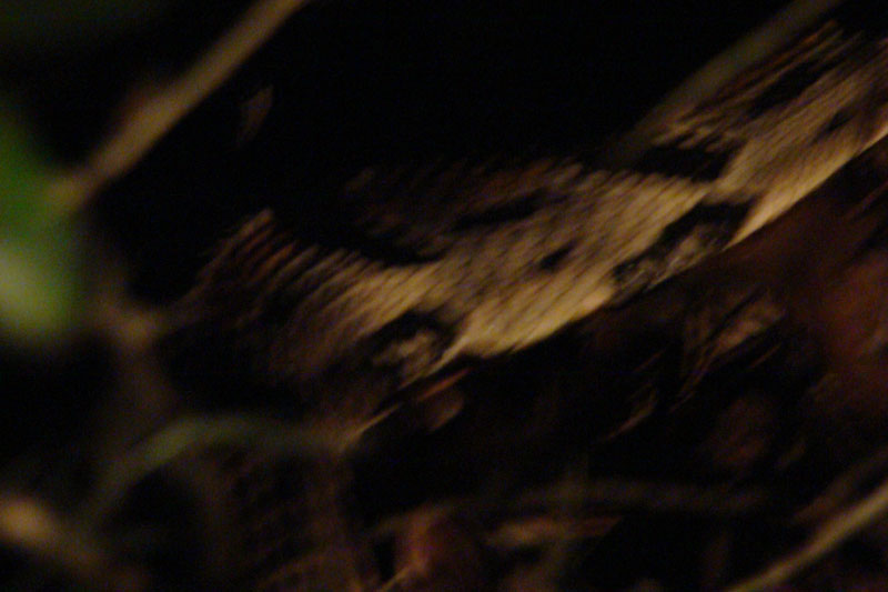 DSC01007