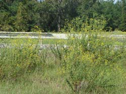 DSC00966