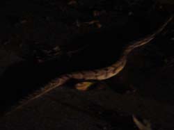 DSC00991