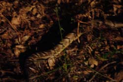 DSC00993