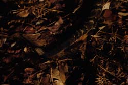 DSC01000