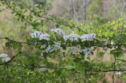 IMG_6751