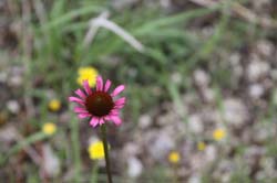 IMG_7262