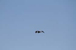 IMG_0039