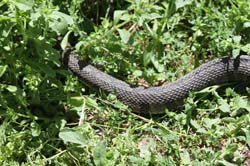 IMG_0070