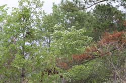 IMG_0130