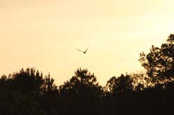 IMG_0261