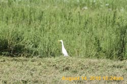 IMG_0939