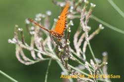 IMG_0954