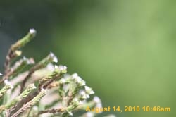 IMG_0957