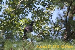IMG_0990