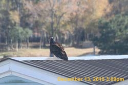 IMG_1591