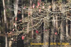 IMG_1690