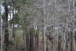 IMG_3768