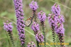 IMG_0776