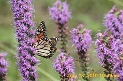 IMG_0777