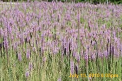 IMG_0789