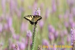 IMG_0790