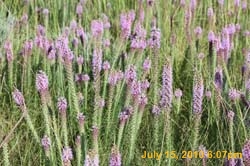 IMG_0797