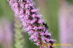 IMG_0798