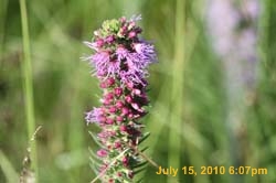 IMG_0799